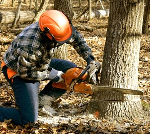 Tree Removal in Davenport, OK
